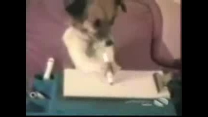 Забавни Кучета