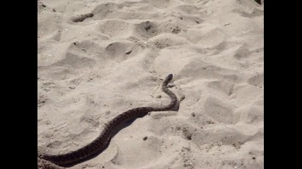 Змия на плажа