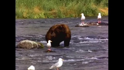 Bear 