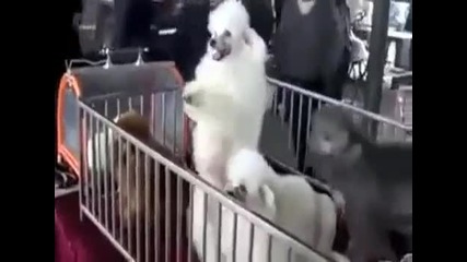 Танцуващи кучета 