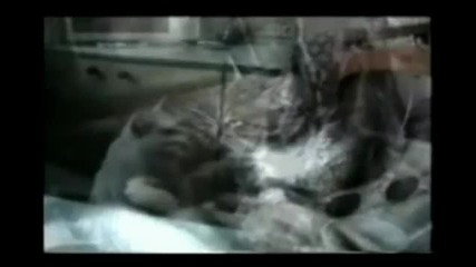 Смешни котки