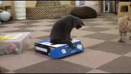 Коте-побойник натъпква друго коте в кутия