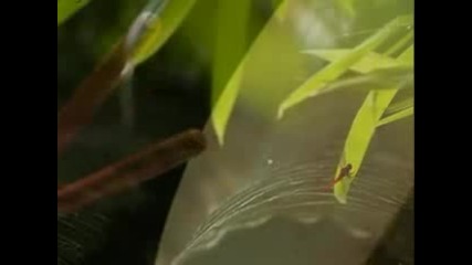 The Secret Of Bamboo - Kiyoshi Yoshida