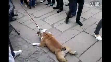 Супер Мързеливо Куче 