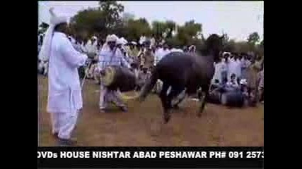 Horse Dance In Pakistan