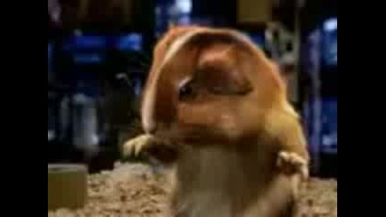 Смешно - Funny Animals