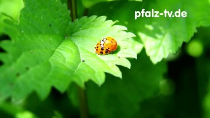 Scharfe Kafer treiben s hei ! 