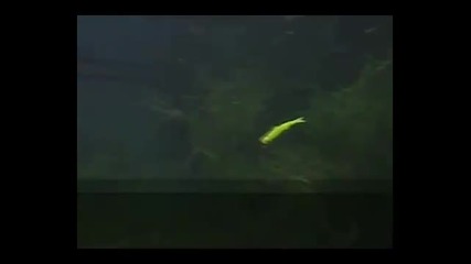 Нова стръв За Риболов Banjo Minnow [ Изглежда като ранена рибка ]