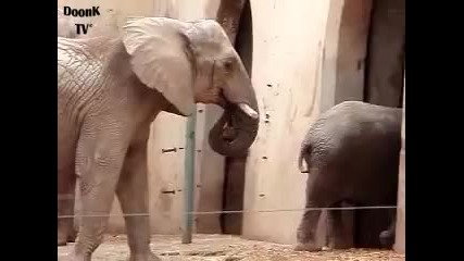 Слон яде лайно - смях 2010! :d 