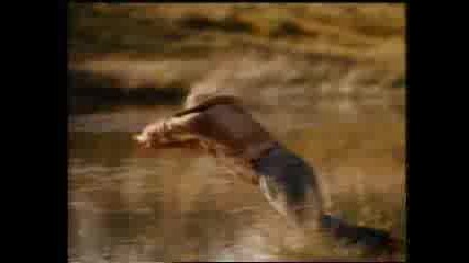 Coca Cola (1990) 