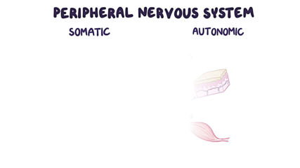 Nervous system anatomy and physiology