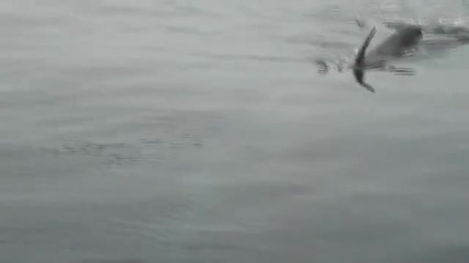 Невероятнo видео на препасан вид кит