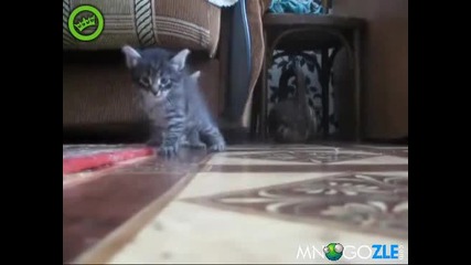 Котешка катастрофа (смях)