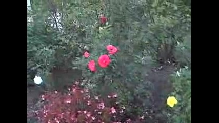 Garden Of Self Realization
