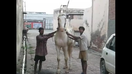 marwari horses