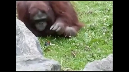 Удивително ! Орангутан спасява давещо се птиче