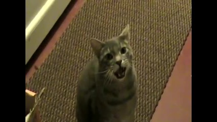 Ако котките казваха Хей, вместо мяу ! :))