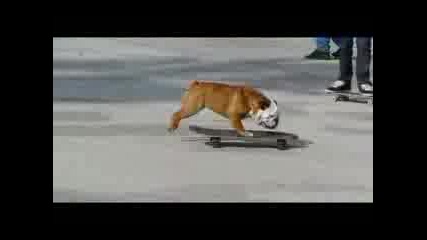 Skateboardingdog.avi