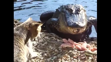 Котка се закача с крокодил, който се храни!