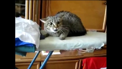 ядосано коте