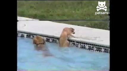Невероятно! Куче Спасява Своето Малко От Удавяне!