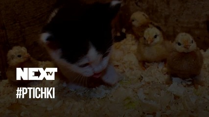 NEXTTV 041: #PTICHKI