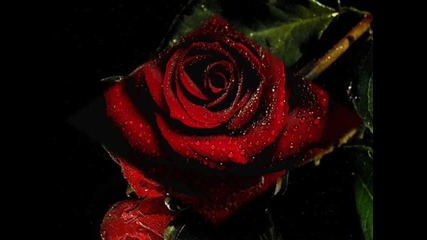 Червена роза за спомен 