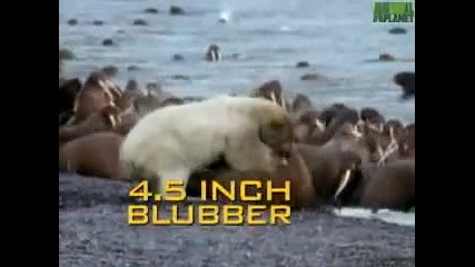 Animal Face - Off - Polar Bear vs. Walrus