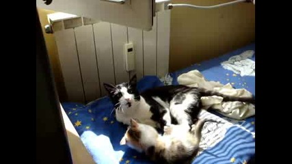 Кеч На Котки