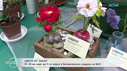 Цветя от захар: От 29 март до 9 април в Ботаническата градина на БАН | На кафе | 30 мар. 2026