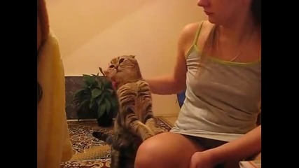 Егати наглото коте !