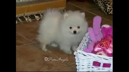 White Akc Pomeranian Puppies Champion Pedigrees (hq) 