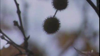 Mile Kitic & Juzni Vetar - Hiljadu kisa u meni pada ( Official Video)