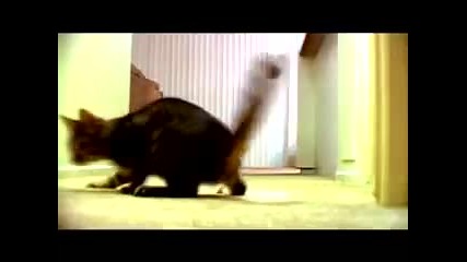 The Mean Kitty Song