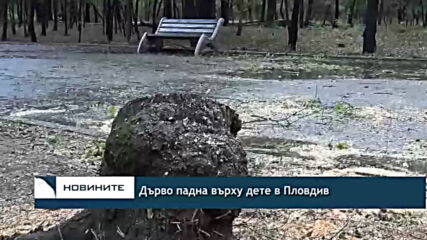 Дърво падна върху дете в Пловдив
