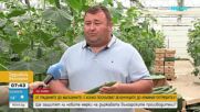 От градините до магазините: С колко поскъпват зеленчуците до крайния потребител?