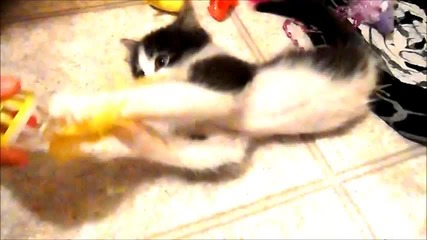 Сладко котенце но само с две предни крачета се забавлява с играчки!