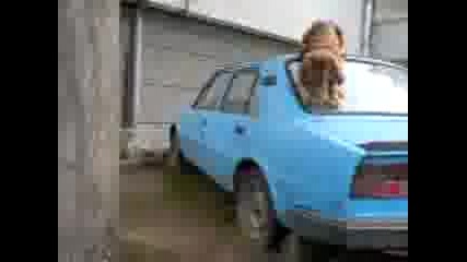 Бъко И Котката.3gp