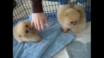 8 week old Pomeranian puppies!