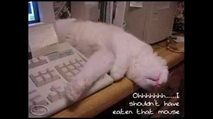 Много Смешни Котки