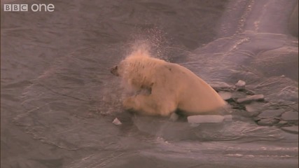 Hd Полярна мечка върху тънък лед Natures Great Events 