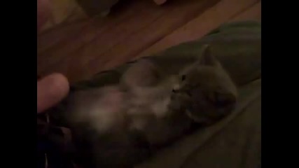 Сладко котенце
