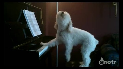 Куче пее и свири на пиано ( Смях ) 