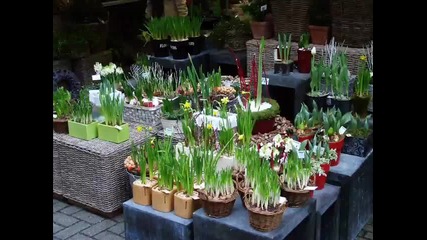 Mantovani plays Tulips from Amsterdam 