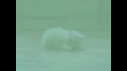 котето закусва 