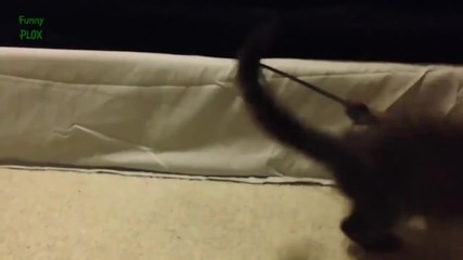 Компилация Смях - Funny Spazzy Cats Compilation 2015