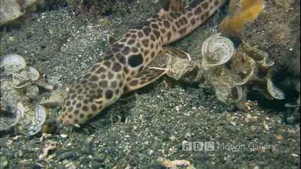 (hq) Life in the Blue Hd - Bbc Beautiful Ocean Life 