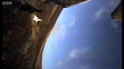 Eagle vs Hare - Predators - Bbc