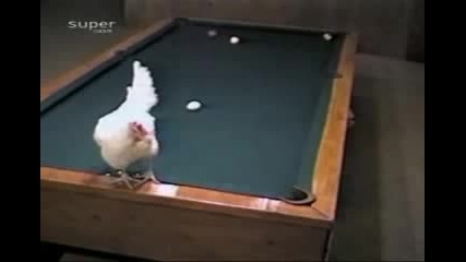 Кокошка Играе Билярд