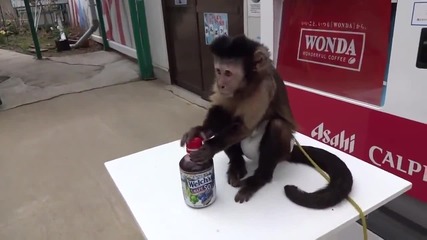 Сладка маймуна си поръчва и пие безалкохолна напитка от автомат. - Смях